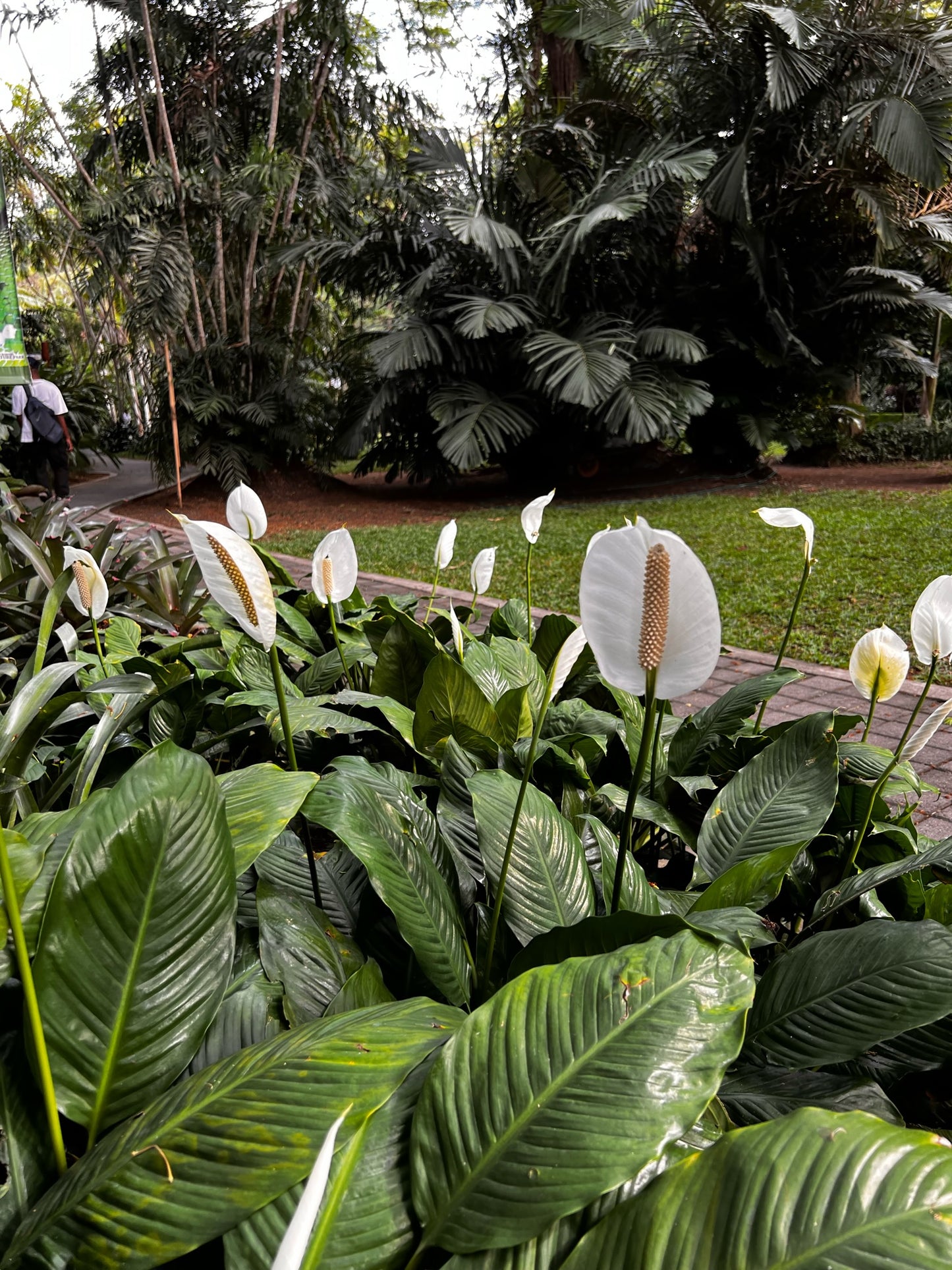 Port Moresby Nature Park