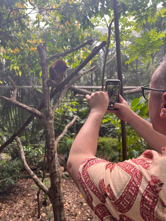Person taking a photo of a tree kangaroo in a tree with a smartphone.